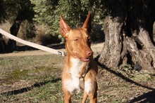 ANDREU, Hund, Podenco in Spanien - Bild 3