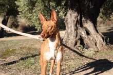 ANDREU, Hund, Podenco in Spanien - Bild 4