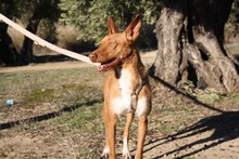 ANDREU, Hund, Podenco in Spanien - Bild 5