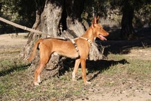 ANDREU, Hund, Podenco in Spanien - Bild 6