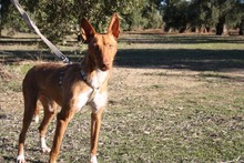 ANDREU, Hund, Podenco in Spanien - Bild 7