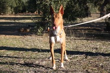 ANDREU, Hund, Podenco in Spanien - Bild 8