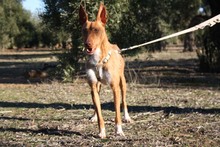 ANDREU, Hund, Podenco in Spanien - Bild 9