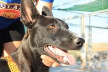 AKIL, Hund, Mischlingshund in Spanien - Bild 7