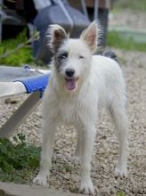 MATZE, Hund, Hütehund-Mix in Schwülper - Bild 3