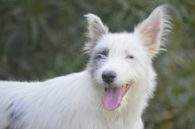 MATZE, Hund, Hütehund-Mix in Schwülper - Bild 5