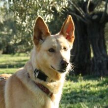 AKIRA, Hund, Mischlingshund in Spanien - Bild 1