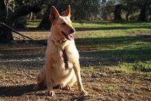 AKIRA, Hund, Mischlingshund in Spanien - Bild 10