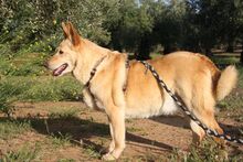 AKIRA, Hund, Mischlingshund in Spanien - Bild 11
