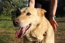 AKIRA, Hund, Mischlingshund in Spanien - Bild 12