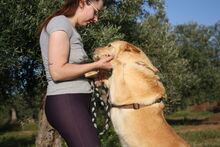 AKIRA, Hund, Mischlingshund in Spanien - Bild 13
