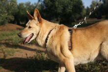 AKIRA, Hund, Mischlingshund in Spanien - Bild 14