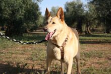 AKIRA, Hund, Mischlingshund in Spanien - Bild 15