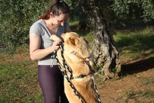 AKIRA, Hund, Mischlingshund in Spanien - Bild 16
