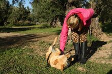 AKIRA, Hund, Mischlingshund in Spanien - Bild 2