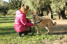 AKIRA, Hund, Mischlingshund in Spanien - Bild 3