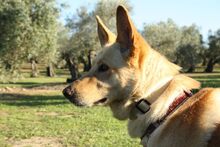 AKIRA, Hund, Mischlingshund in Spanien - Bild 6