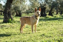 AKIRA, Hund, Mischlingshund in Spanien - Bild 8