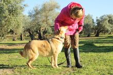 AKIRA, Hund, Mischlingshund in Spanien - Bild 9