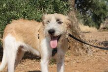 ARES, Hund, Mischlingshund in Spanien - Bild 10