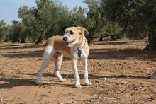 ARES, Hund, Mischlingshund in Spanien - Bild 12