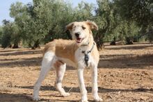 ARES, Hund, Mischlingshund in Spanien - Bild 13