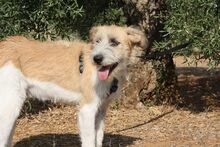 ARES, Hund, Mischlingshund in Spanien - Bild 2