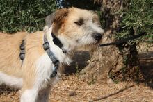 ARES, Hund, Mischlingshund in Spanien - Bild 3