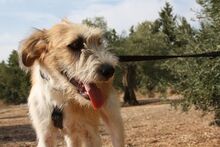 ARES, Hund, Mischlingshund in Spanien - Bild 8