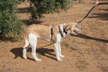 ARES, Hund, Mischlingshund in Spanien - Bild 9