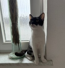 LILLIA, Katze, Europäisch Kurzhaar in Köthen - Bild 3