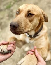 MONTY, Hund, Mischlingshund in Griechenland - Bild 1