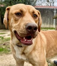 MONTY, Hund, Mischlingshund in Griechenland - Bild 2