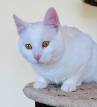 CASPER, Katze, Europäisch Kurzhaar in Bulgarien - Bild 1