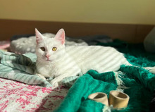 CASPER, Katze, Europäisch Kurzhaar in Bulgarien - Bild 12