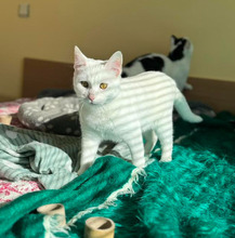 CASPER, Katze, Europäisch Kurzhaar in Bulgarien - Bild 13