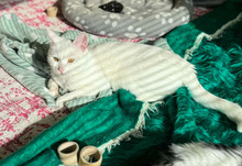 CASPER, Katze, Europäisch Kurzhaar in Bulgarien - Bild 15