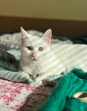 CASPER, Katze, Europäisch Kurzhaar in Bulgarien - Bild 16