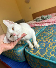 CASPER, Katze, Europäisch Kurzhaar in Bulgarien - Bild 22