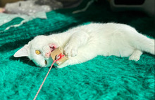 CASPER, Katze, Europäisch Kurzhaar in Bulgarien - Bild 26