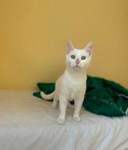 CASPER, Katze, Europäisch Kurzhaar in Bulgarien - Bild 27