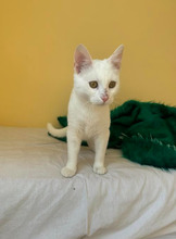CASPER, Katze, Europäisch Kurzhaar in Bulgarien - Bild 28