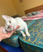 CASPER, Katze, Europäisch Kurzhaar in Bulgarien - Bild 29
