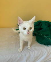 CASPER, Katze, Europäisch Kurzhaar in Bulgarien - Bild 30