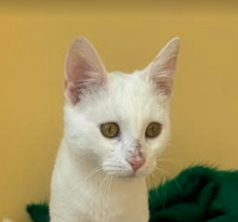 CASPER, Katze, Europäisch Kurzhaar in Bulgarien - Bild 31