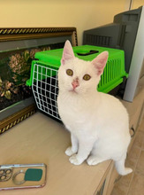 CASPER, Katze, Europäisch Kurzhaar in Bulgarien - Bild 32