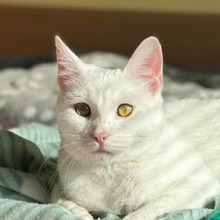 CASPER, Katze, Europäisch Kurzhaar in Bulgarien - Bild 9