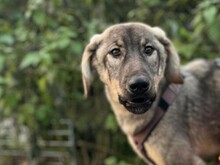 VULITSA, Hund, Mischlingshund in Aerzen - Bild 2