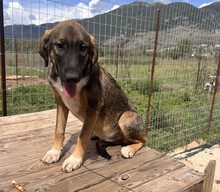 SISKA, Hund, Mischlingshund in Aerzen - Bild 5