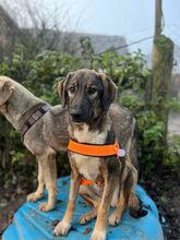 SISKA, Hund, Mischlingshund in Aerzen - Bild 6